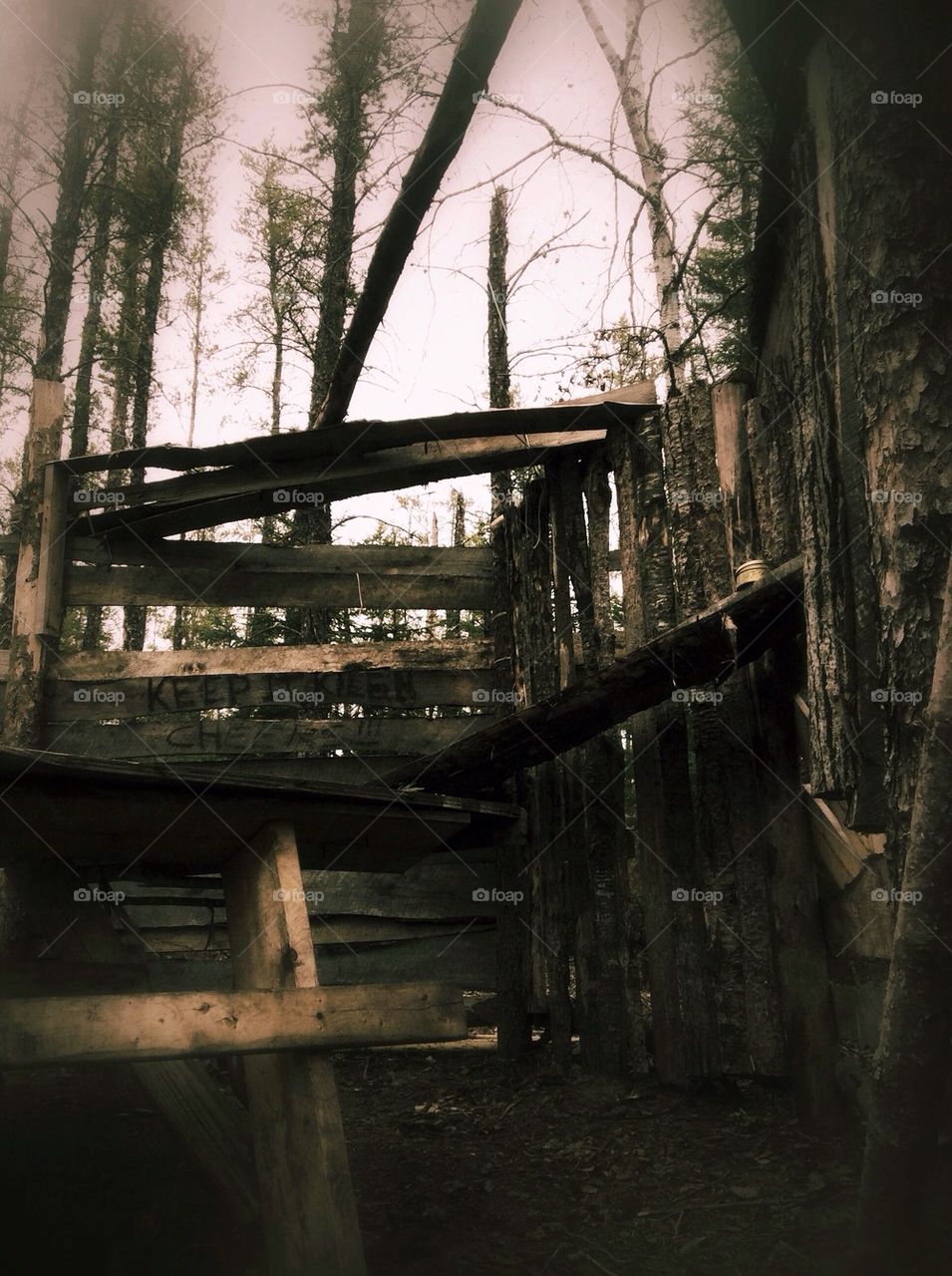 Kitchen In The Woods