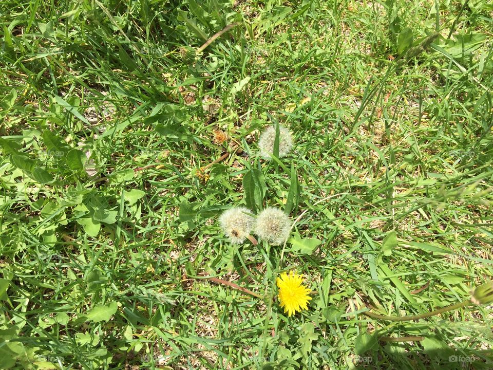 Grass, Nature, Flora, Summer, Leaf