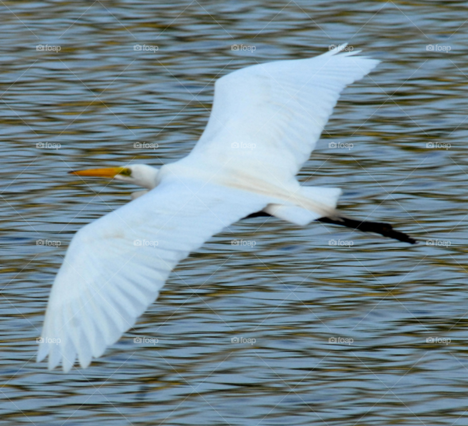 white flying bird flight by lightanddrawing