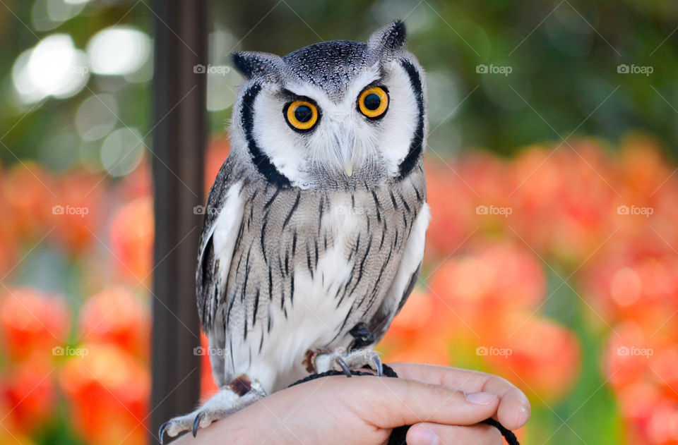 Northern white face owl with large, golden yellow eyes