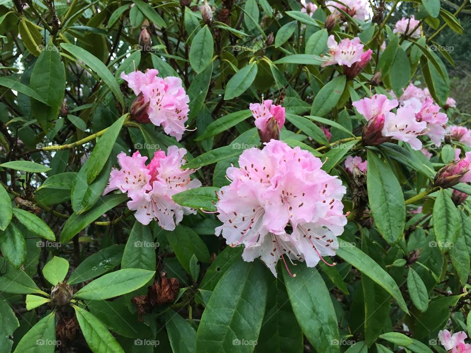 Winter in blossom