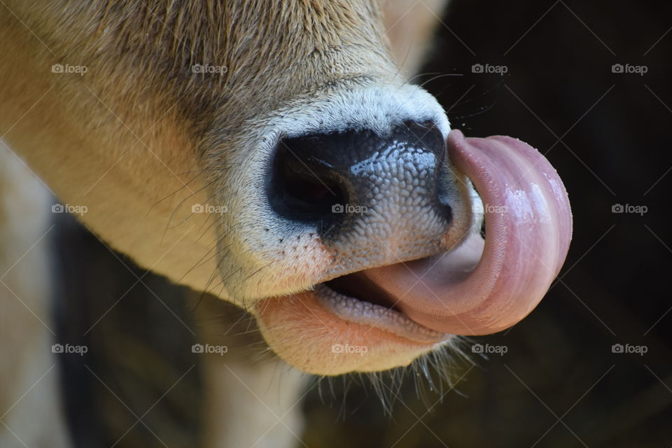 Cow closeup 