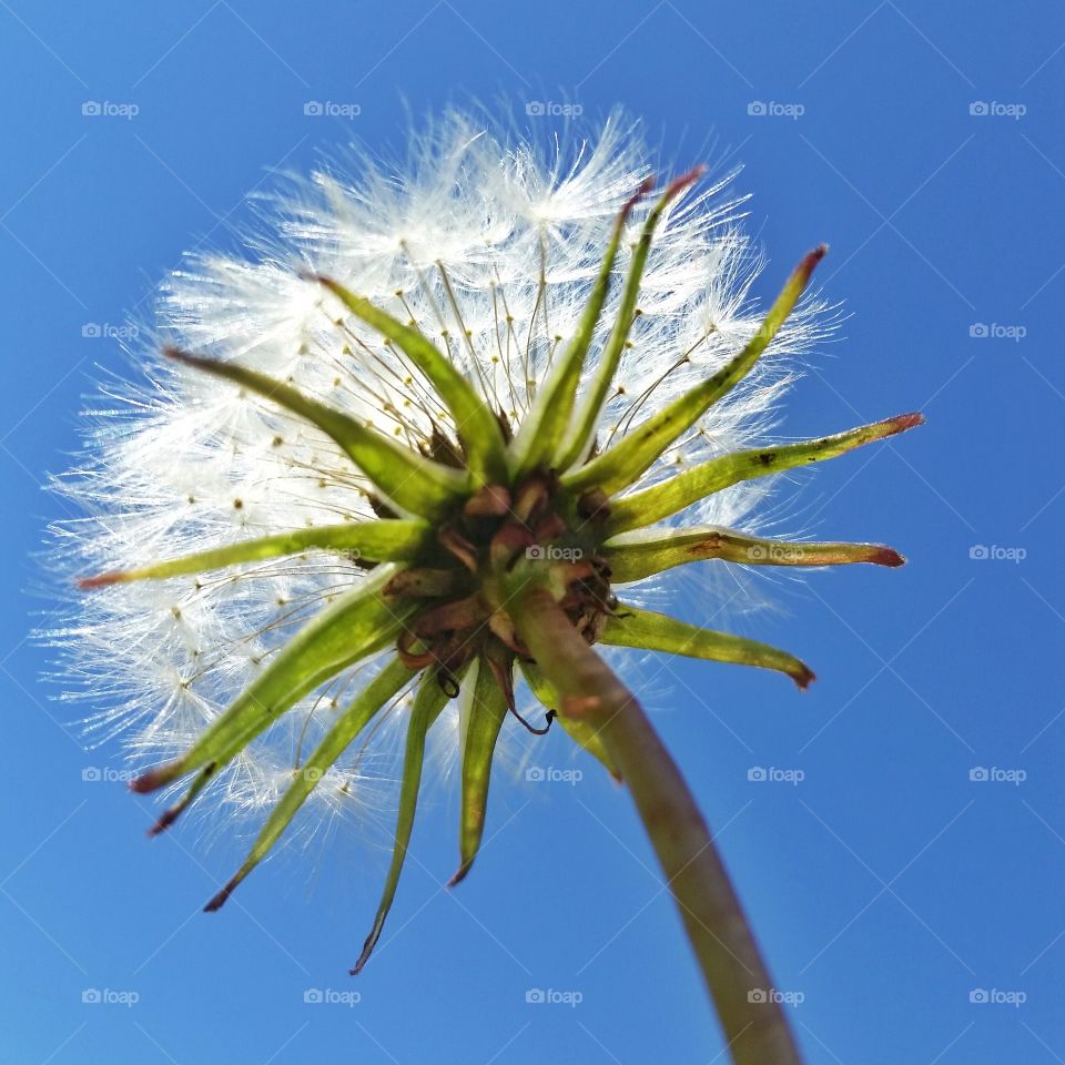 close up view of a plant.