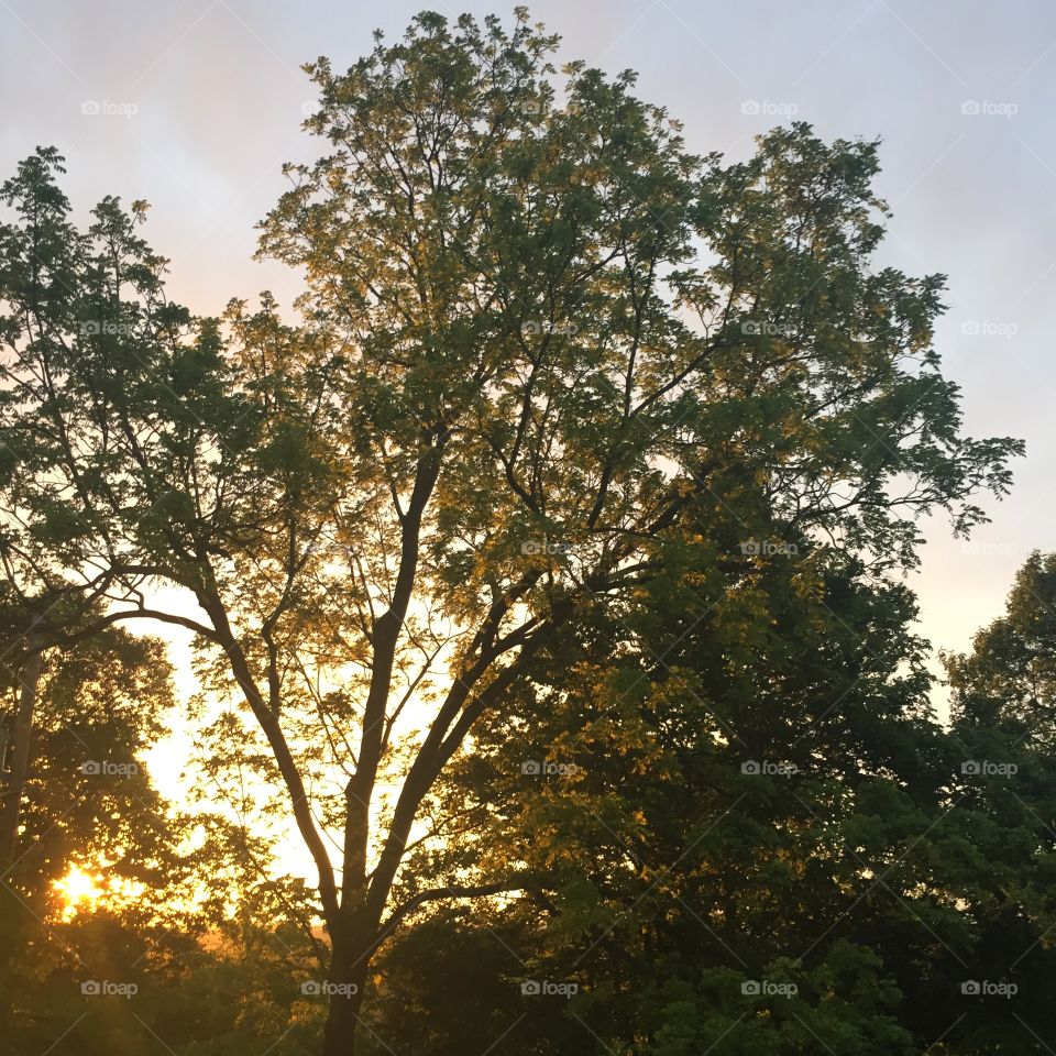 Sun behind a happy tree