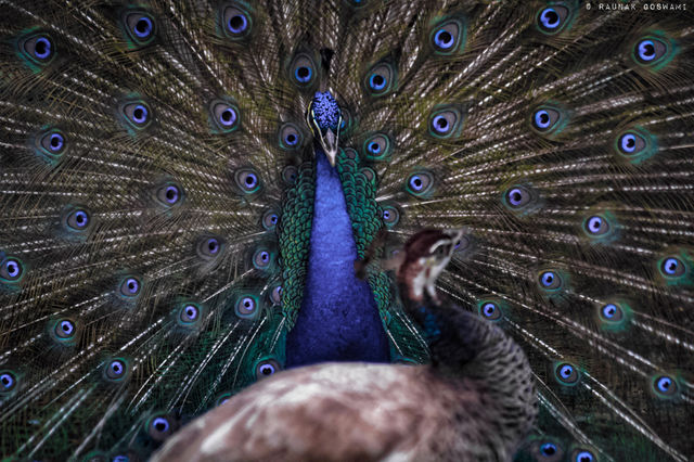 Peacock & Peahen
