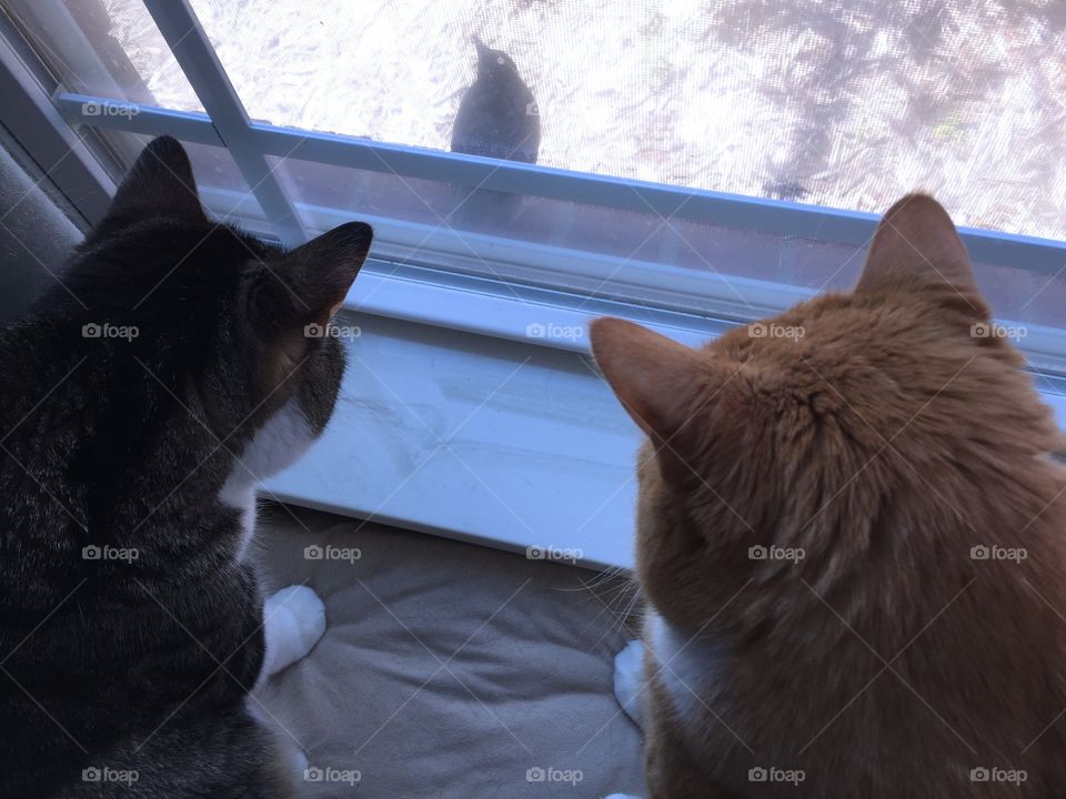 Two cats watching birds 