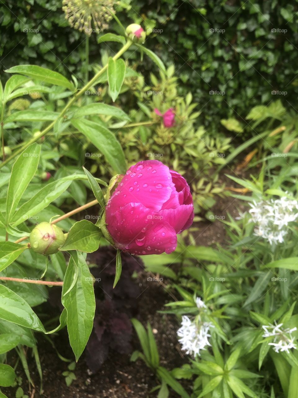 Rainy peony