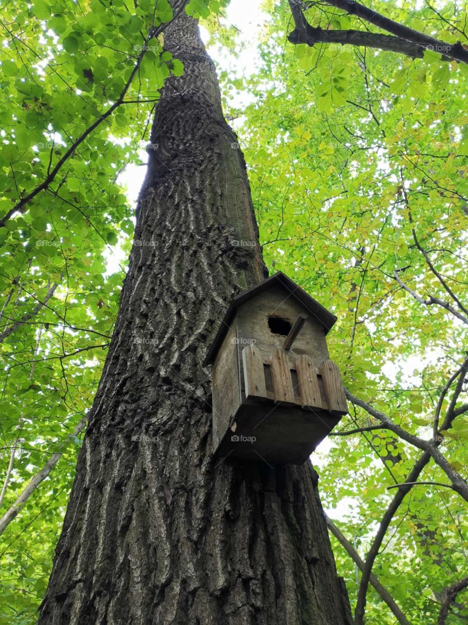 House for birds