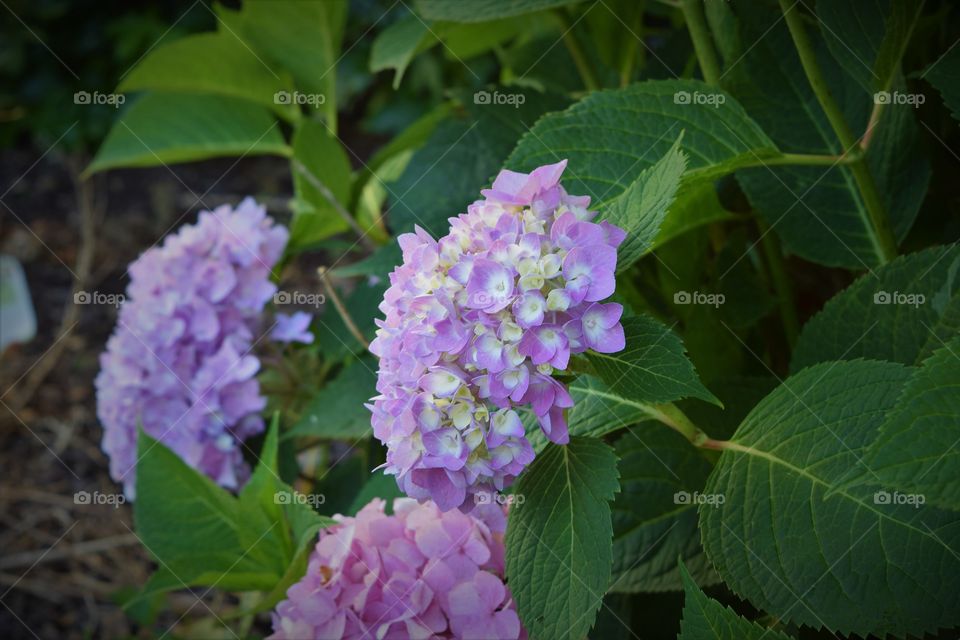 Hydrangea