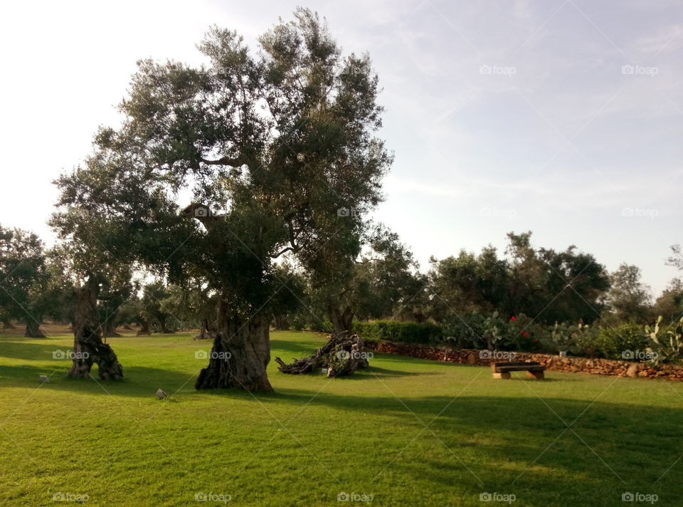 Olive grove with dry stone wall in Salento, Italy