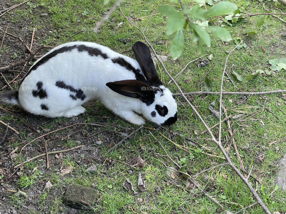 Black and white rabbit eating grass on a garden 