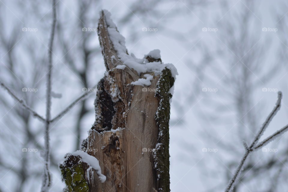 winter forest