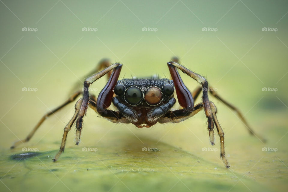 The face of ant mimicking spider
