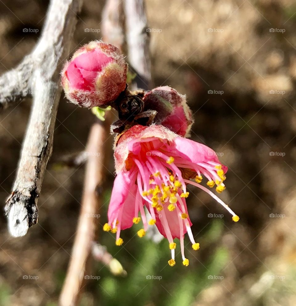 PEACH BLOSSOM 
