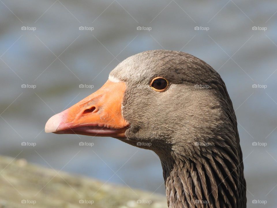 A close up of a goose 