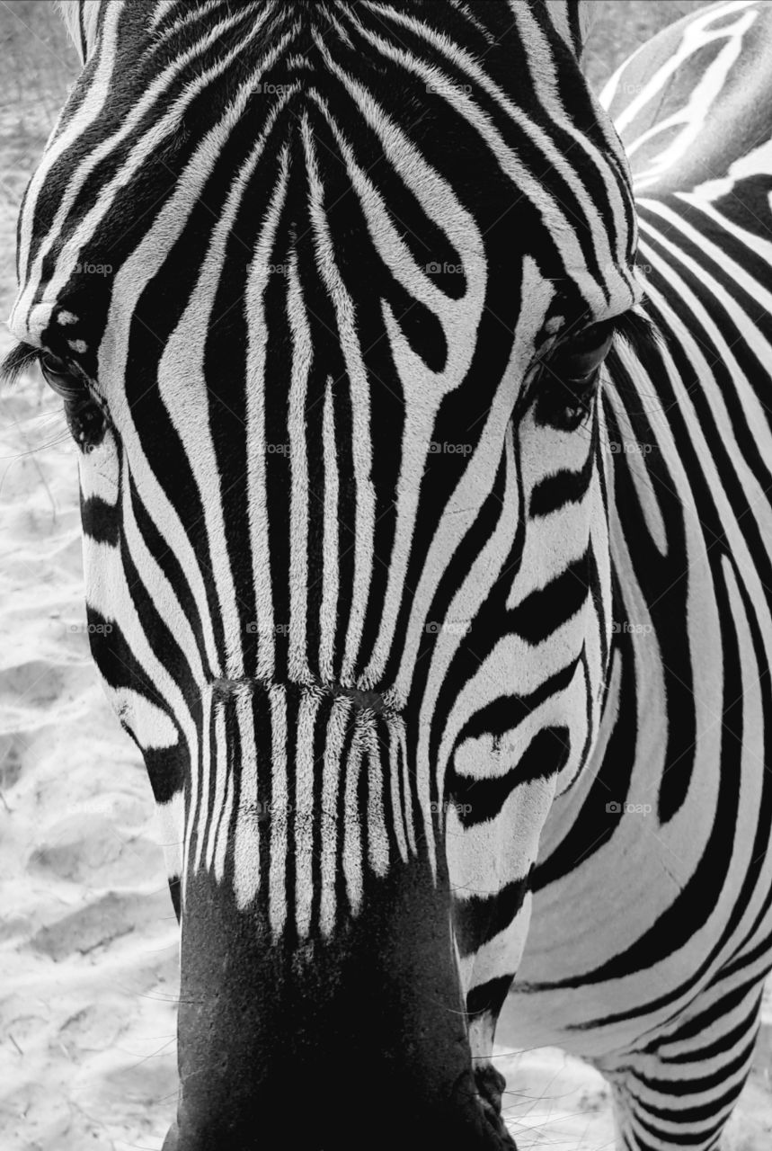 black and white zebra
