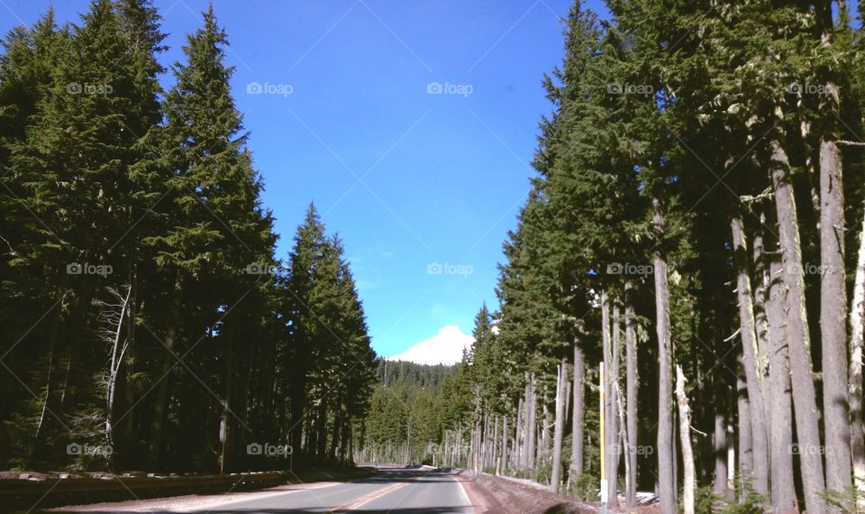 Forest around Mt. Hood 