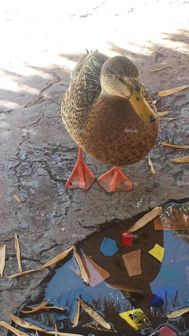 Random Duck