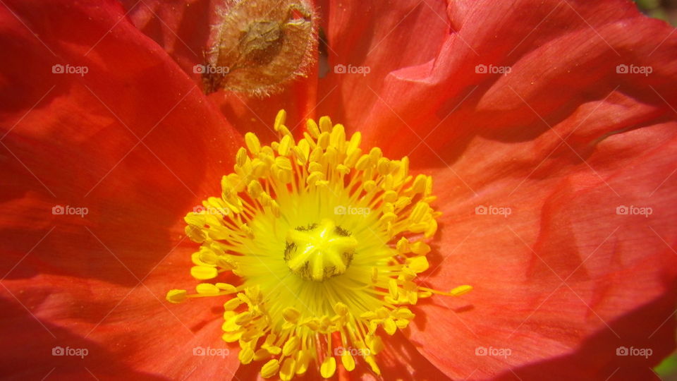 red poppy