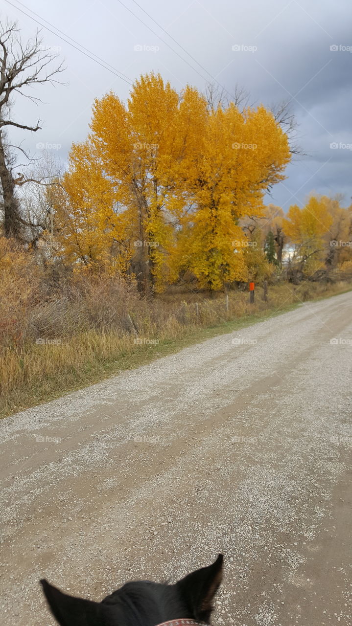Fall, Tree, Landscape, Road, No Person