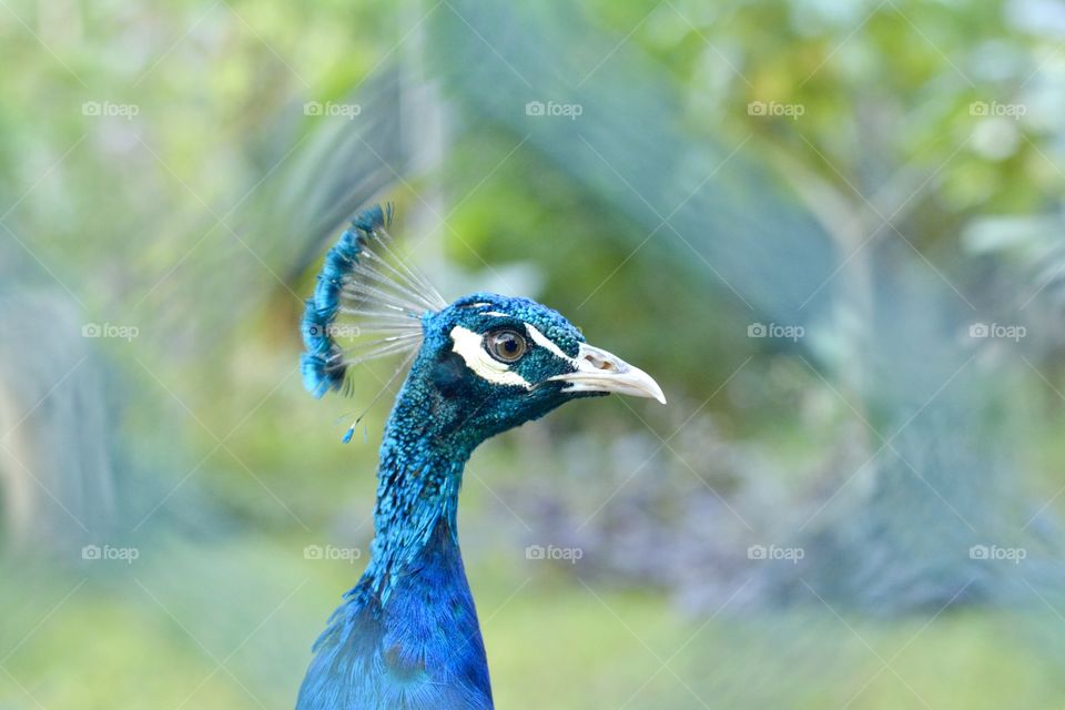 Beautiful portrait of a peacock