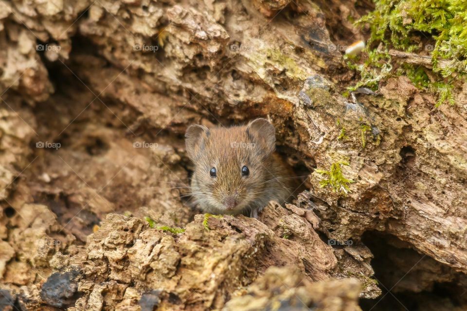 Cute little mouse coming out from its hole in a forest