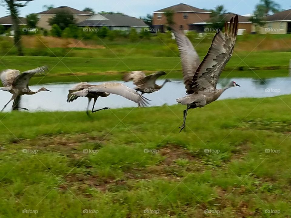 sandhill cranes