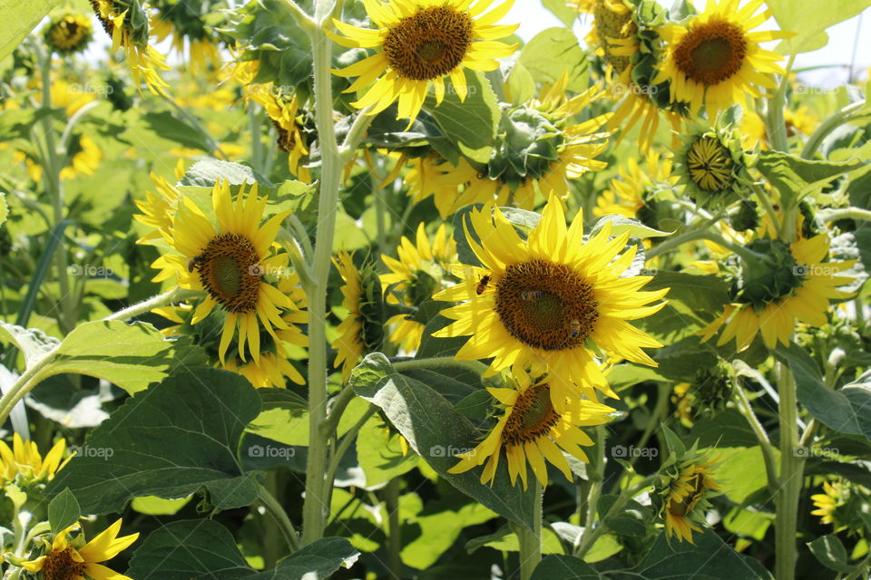 sunflowers & bees