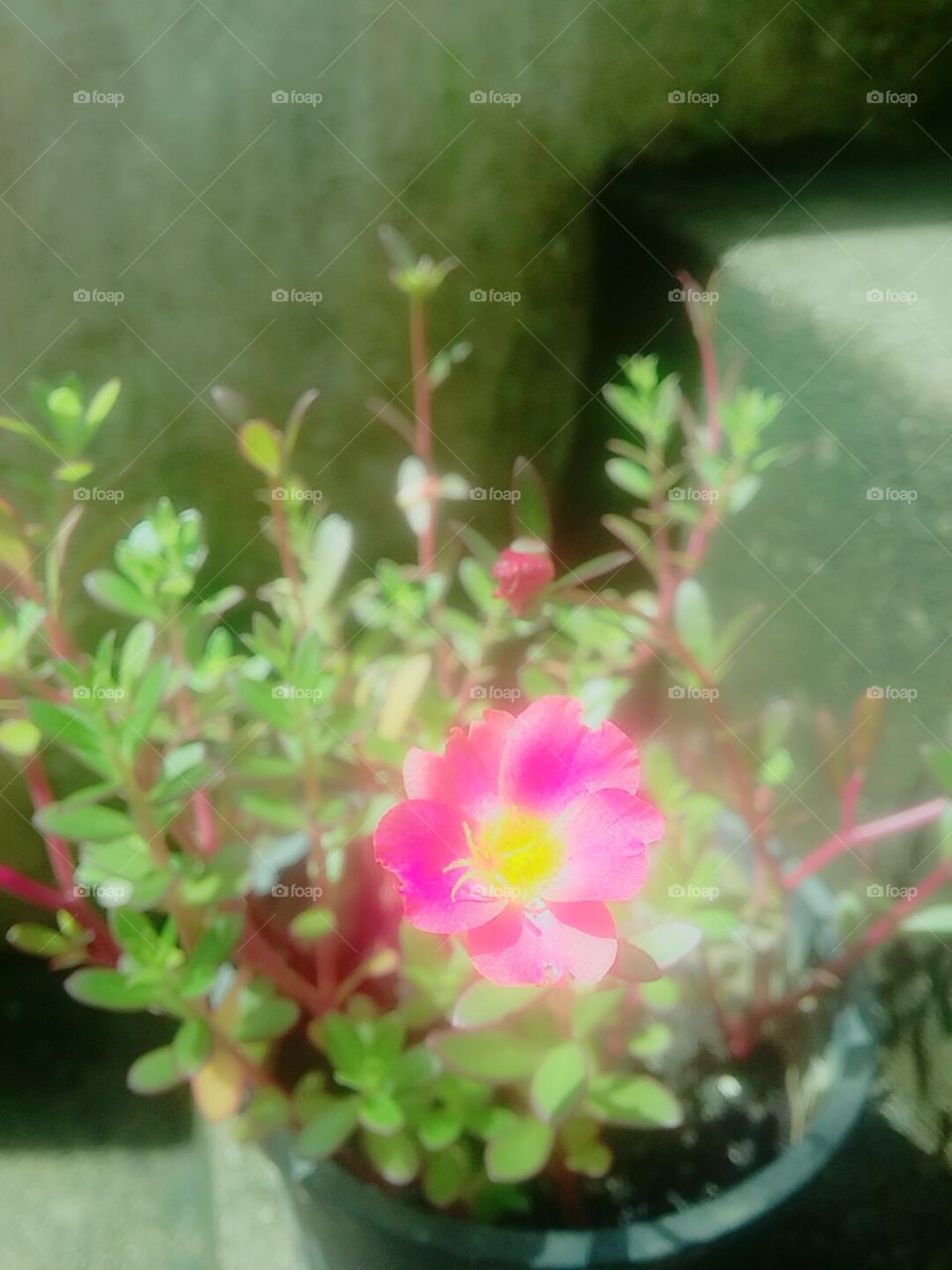 Flower in Sunlight