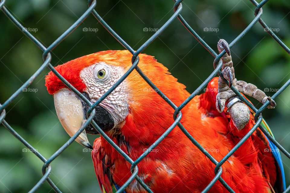 Red macaw with sad look