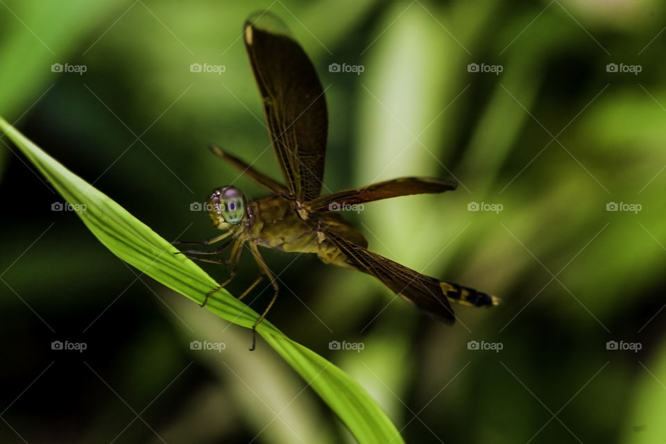 Dragon fly thinks he is dragonfly