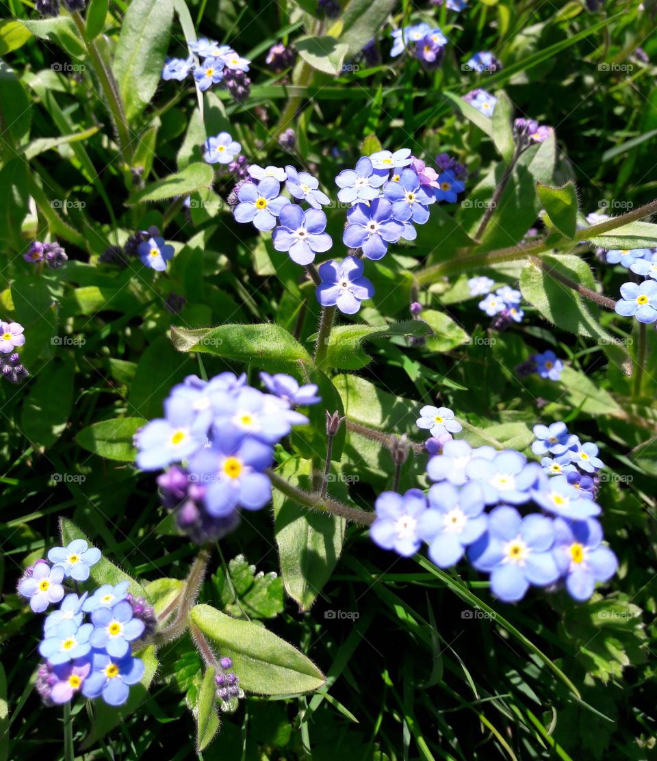 forget-me-not flowers