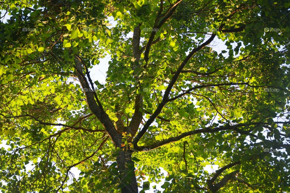 Sunlight passing through the trees