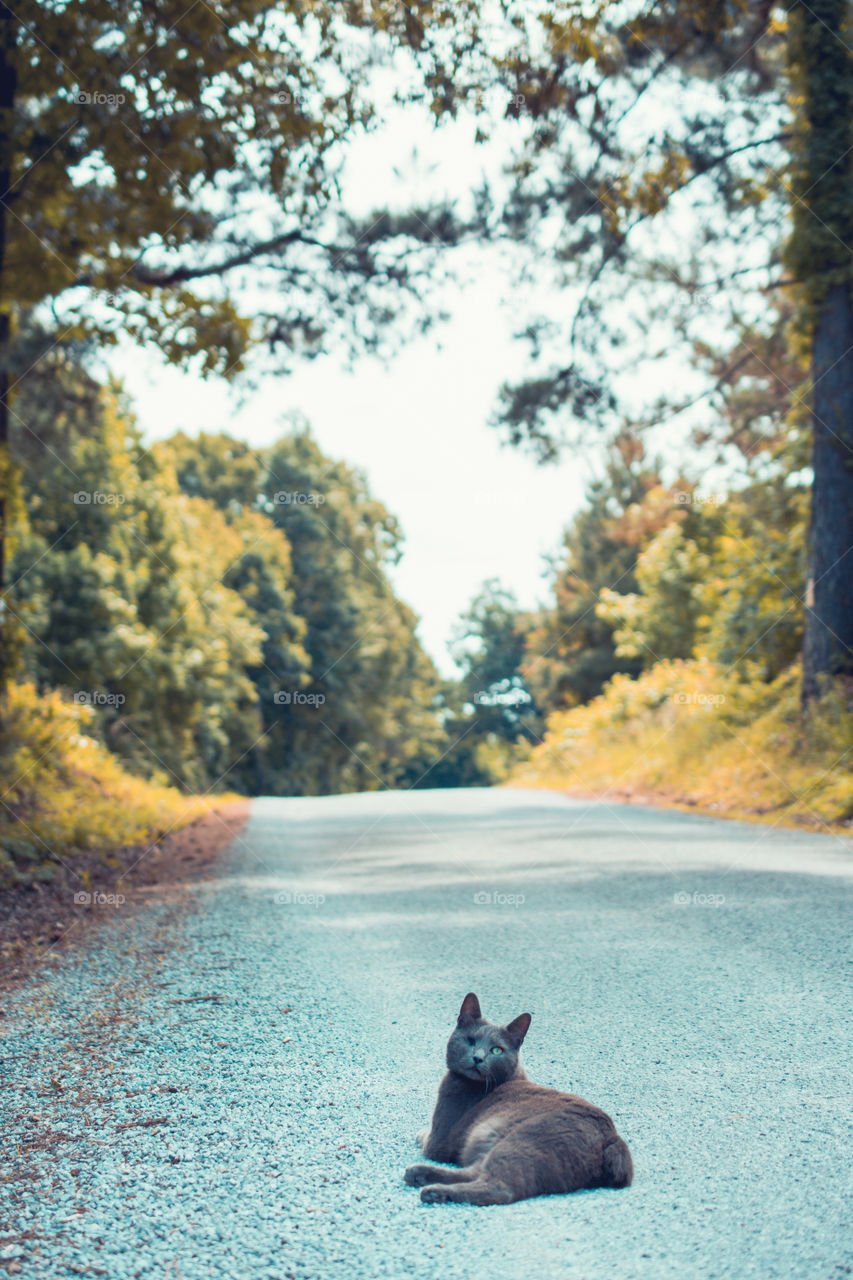 One Eyed Gray Manx Cat Sitting on a Country Road