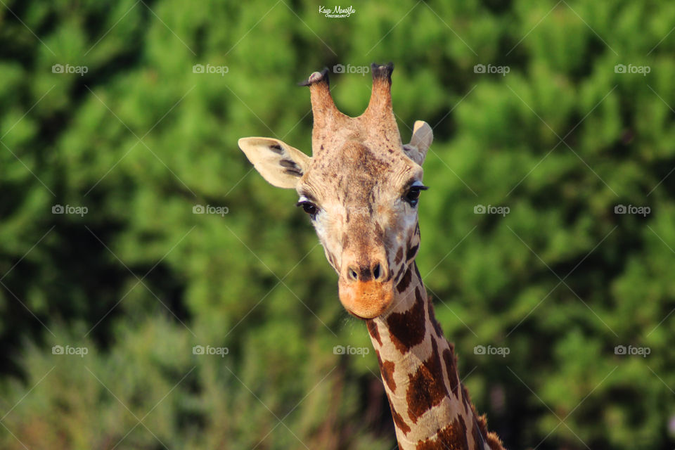 The Giraffe