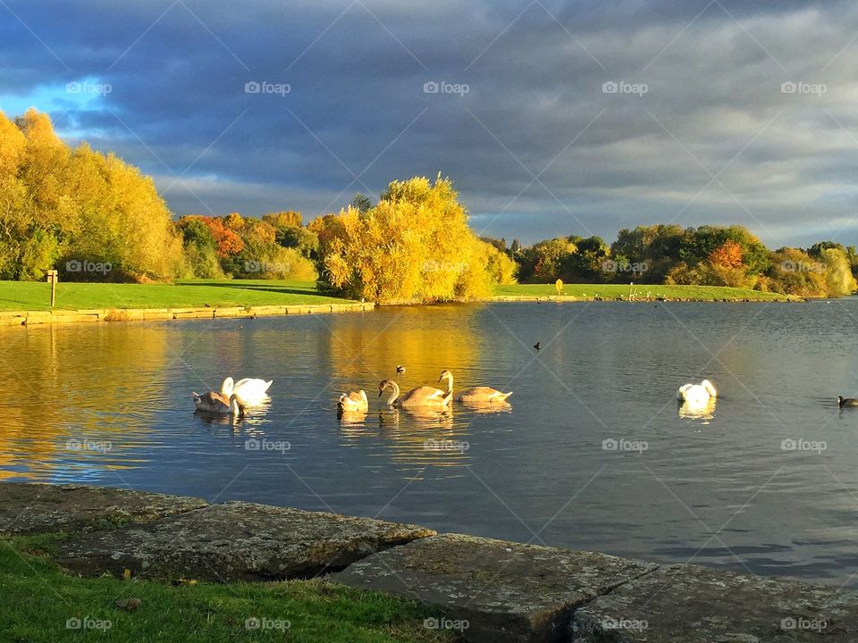 Flock of birds in the river