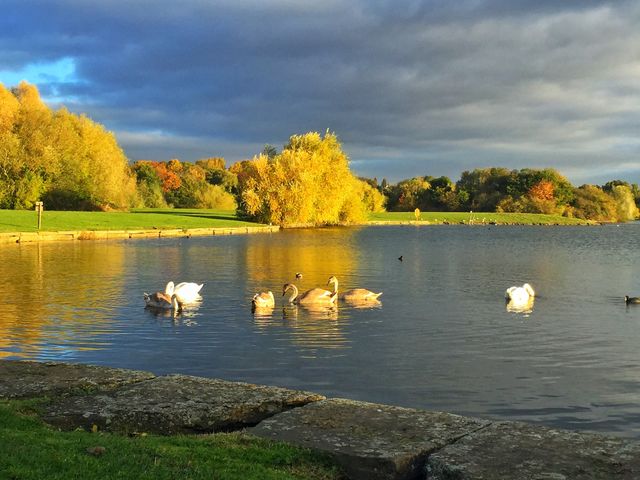 Flock of birds in the river