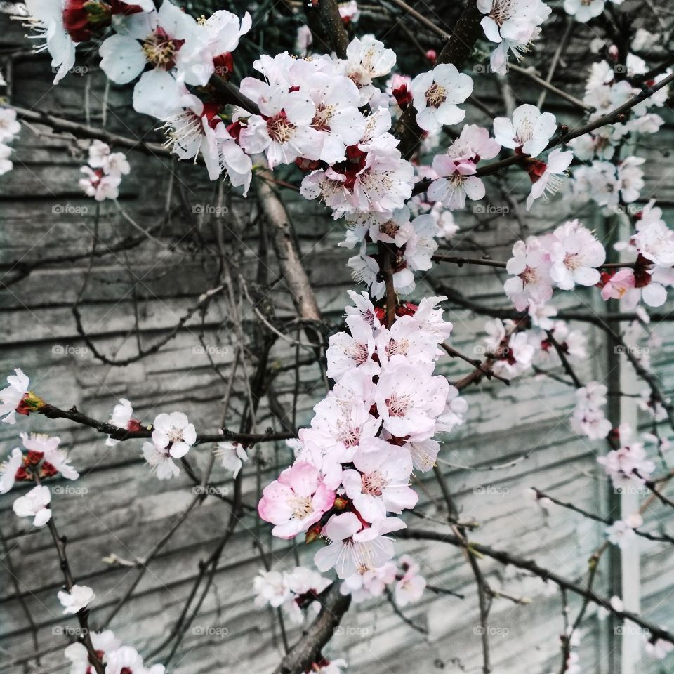 amazing cherry blossom