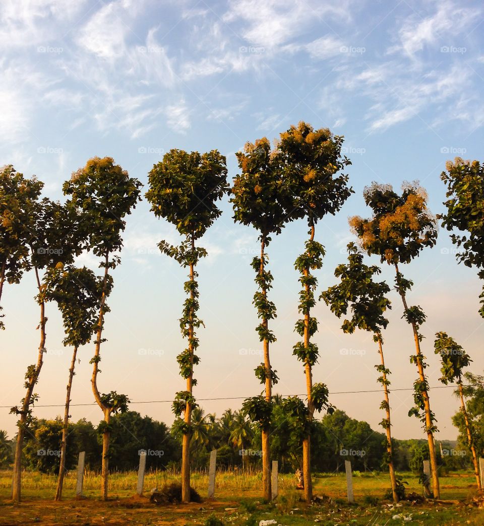 Trees growing on field