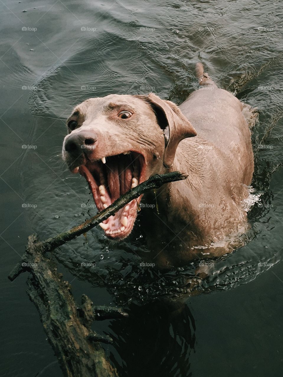 Dog fetching stick