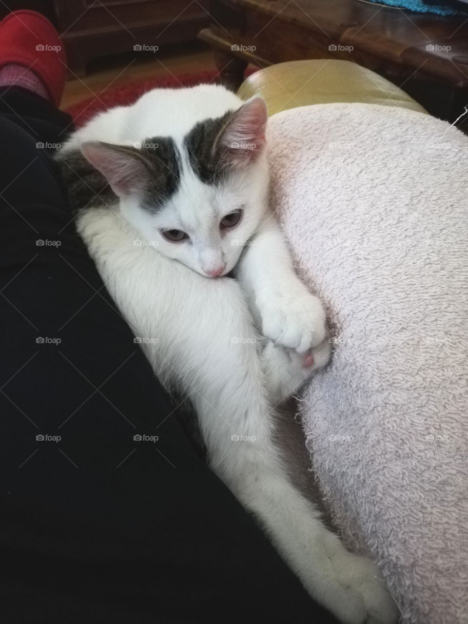 Almost all white kitten, grey and black color around the ears, is leaning the head on its legs and touching a pink pad with one paw and gazing somewhere faraway on the armchair.