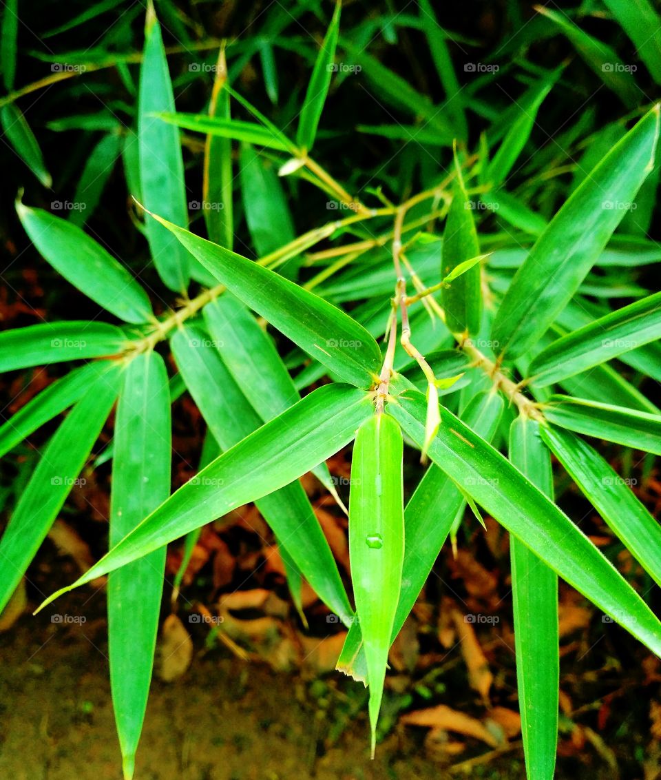 Evergreen Bamboo leaves