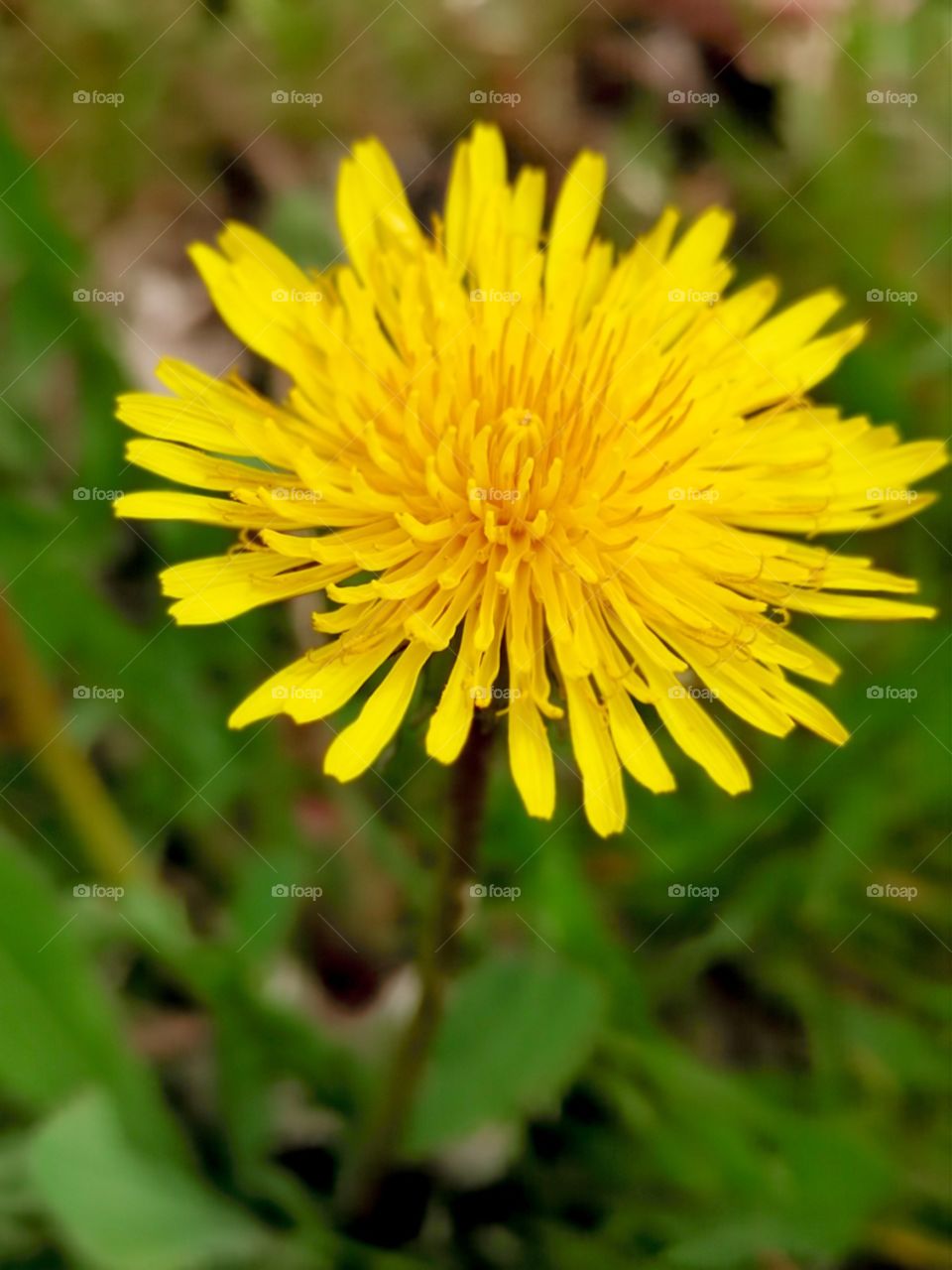 a bright yellow dandelion
