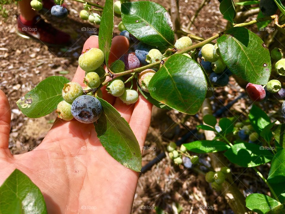 Hunting down all the ripe blueberries this season! 