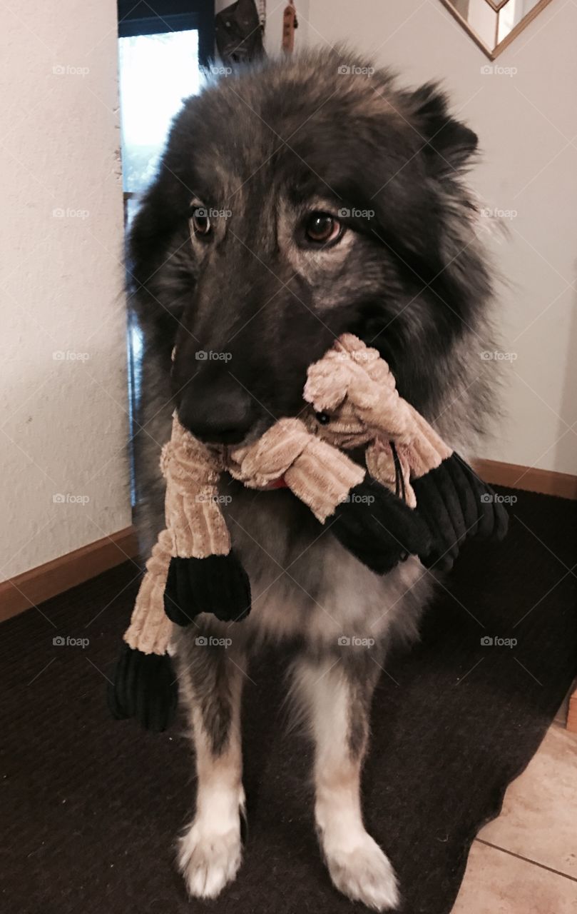 Where should I hide my new toy?! 