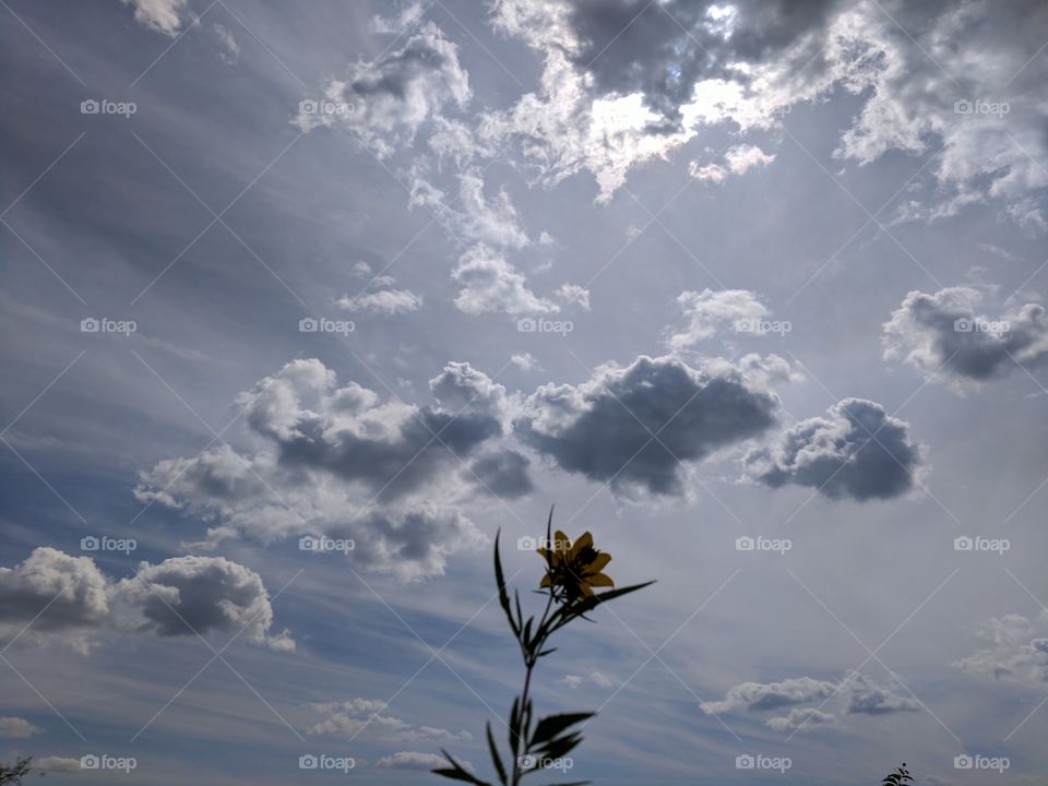 flower in the sky