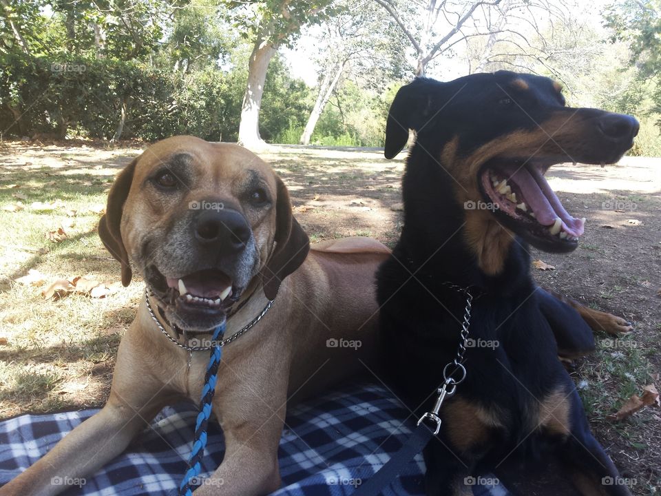 Ready for a walk but these two aren't