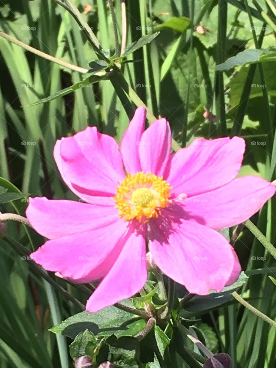 Hot pink flower