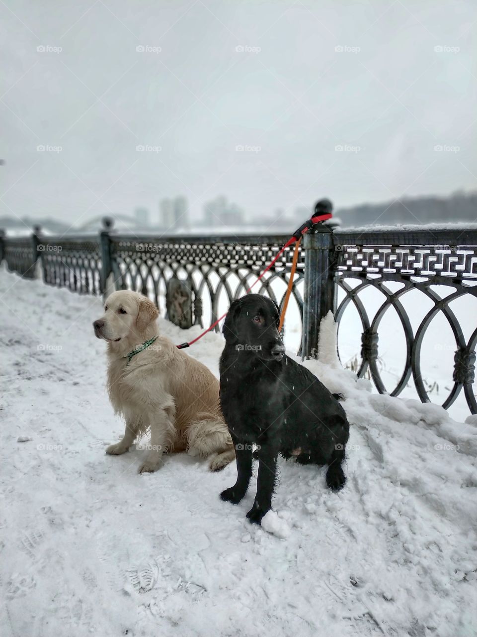 Dogs on the snow.