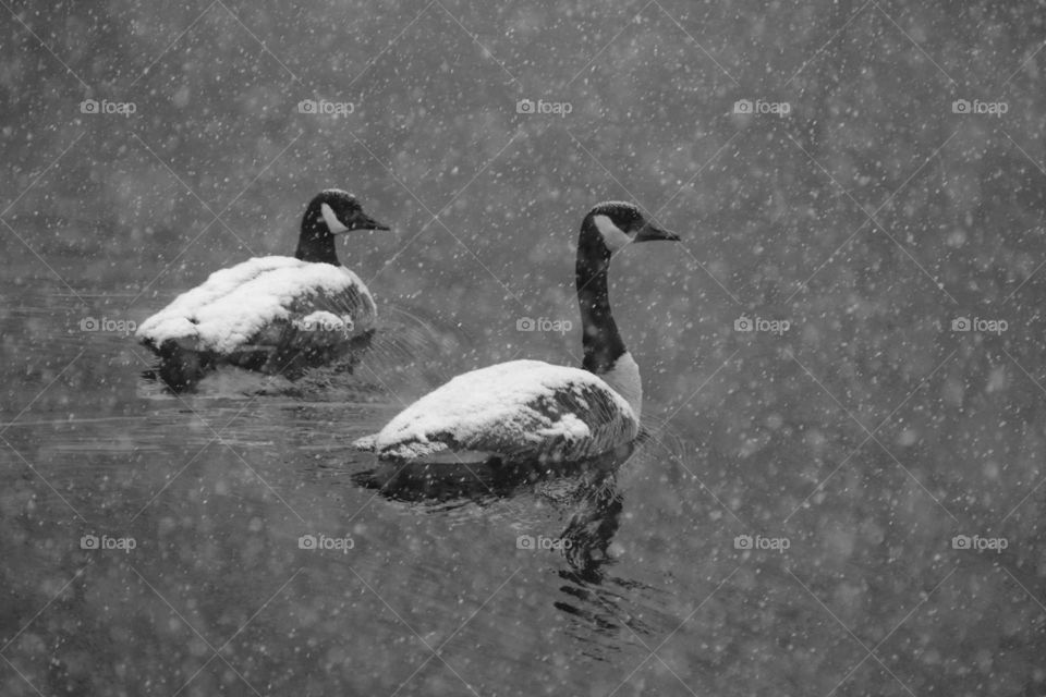 Snow Geese